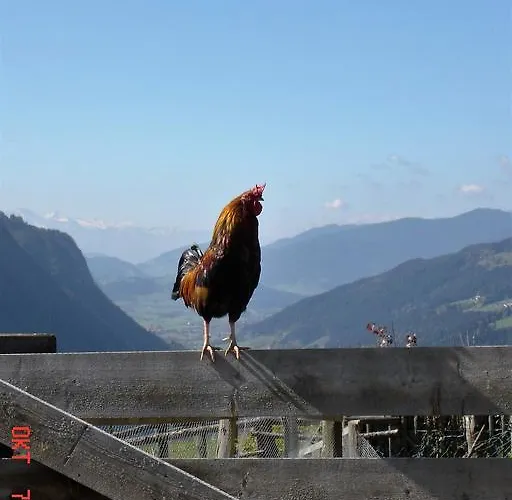 Waldesruh/halseralm Schladming